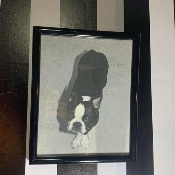 Set of 3 Professionally Framed Boston Terrier Gallery Wall Prints Vintage Photos - Picture 16 of 17